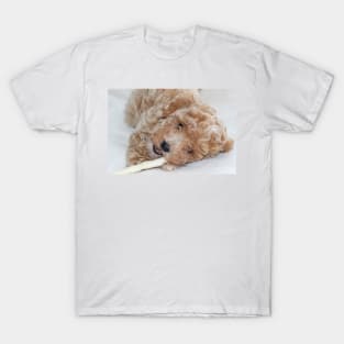 Maltipoo Puppy T-Shirt